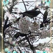 ヒメ日記 2026/03/25 23:31 投稿 さつき 藤沢人妻城