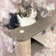 さつき 明日♪ 藤沢人妻城