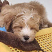 ヒメ日記 2025/06/11 20:55 投稿 さゆり 奥鉄オクテツ神奈川店（デリヘル市場グループ）