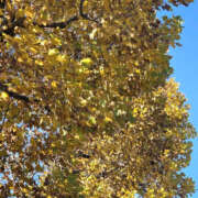 ヒメ日記 2025/11/14 17:30 投稿 さゆり 奥鉄オクテツ神奈川店（デリヘル市場グループ）