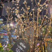 ヒメ日記 2026/01/20 10:30 投稿 さゆり 奥鉄オクテツ神奈川店（デリヘル市場グループ）