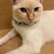 ヒメ日記 2025/04/18 13:50 投稿 ありさ でりどす