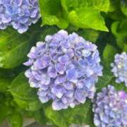 ヒメ日記 2025/06/11 11:01 投稿 プリン マテリアル