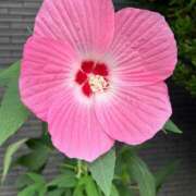 ヒメ日記 2025/06/11 12:31 投稿 プリン マテリアル