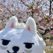 ヒメ日記 2025/04/20 12:13 投稿 さな 群馬伊勢崎ちゃんこ