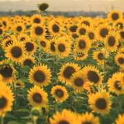 ヒメ日記 2025/07/23 10:23 投稿 めぐ 福島美女図鑑