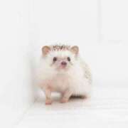 ヒメ日記 2025/10/06 21:56 投稿 めぐ 福島美女図鑑