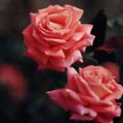 ヒメ日記 2025/10/08 17:31 投稿 めぐ 福島美女図鑑