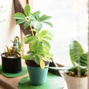 めぐ おはようございます🍀 福島美女図鑑