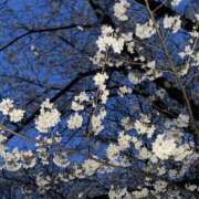 ヒメ日記 2025/04/07 09:33 投稿 なつめ 女の子がセルフで撮影する店！！成田デリヘル『生パネル』伝説