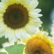 ヒメ日記 2025/08/25 17:39 投稿 ゆめ奥様【VIP】 金沢の20代30代40代50代が集う人妻倶楽部