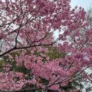 ヒメ日記 2026/04/01 21:55 投稿 ひまり 池袋デリヘル倶楽部