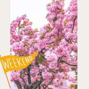 ヒメ日記 2025/04/26 14:34 投稿 前園咲夜 札幌ソフィア