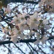 ヒメ日記 2025/04/07 23:56 投稿 えむ ぽちゃ巨乳専門　新大久保・新宿歌舞伎町ちゃんこ