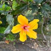 ヒメ日記 2025/07/31 08:07 投稿 武井しおり なめこ治療院（横浜ハレ系）