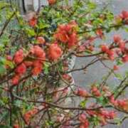 加藤あやの コマーシャル　お店からのお知らせです。 プルデリR40