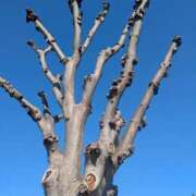 ヒメ日記 2026/03/05 09:31 投稿 つくも 熟女の風俗最終章 宇都宮店