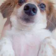 ヒメ日記 2026/04/03 17:13 投稿 つくも 熟女の風俗最終章 宇都宮店