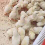 ヒメ日記 2026/06/11 16:41 投稿 つくも 熟女の風俗最終章 宇都宮店