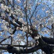 ヒメ日記 2025/04/09 01:42 投稿 せしる 横浜・関内サンキュー