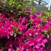 ヒメ日記 2025/05/03 13:12 投稿 こう いざ候 本館