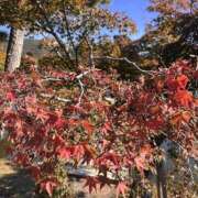 ヒメ日記 2025/11/15 12:55 投稿 こう いざ候 本館