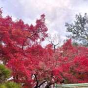 ヒメ日記 2025/11/17 20:07 投稿 こう いざ候 本館