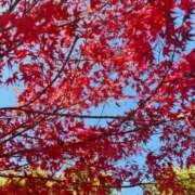 ヒメ日記 2025/11/20 21:04 投稿 こう いざ候 本館