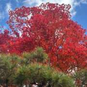 ヒメ日記 2025/11/22 12:27 投稿 こう いざ候 本館