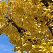 ヒメ日記 2025/11/23 12:37 投稿 こう いざ候 本館