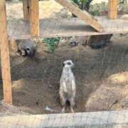 ヒメ日記 2026/01/04 13:17 投稿 こう いざ候 本館