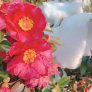 ヒメ日記 2026/01/28 15:00 投稿 こう いざ候 本館