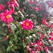 ヒメ日記 2026/02/08 13:07 投稿 こう いざ候 本館