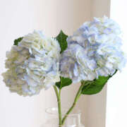 ヒメ日記 2025/06/24 10:51 投稿 麗華 HERMINE-エルミネ-