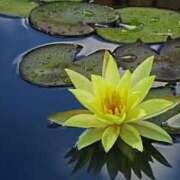 ヒメ日記 2025/07/06 16:44 投稿 麗華 HERMINE-エルミネ-