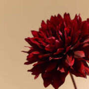 ヒメ日記 2025/10/08 16:30 投稿 麗華 HERMINE-エルミネ-