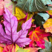 ヒメ日記 2025/11/12 14:18 投稿 麗華 HERMINE-エルミネ-