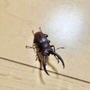 ヒメ日記 2025/06/18 17:00 投稿 さとみ 至福の密着エステ&禁断のM性感 Luxeaz