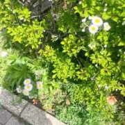 ヒメ日記 2025/04/19 13:27 投稿 あすな 白金プラチナ(ユメオト)