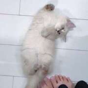 ヒメ日記 2025/04/27 12:06 投稿 まう ファッションヘルス カリスマ