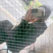 ヒメ日記 2025/05/04 11:33 投稿 しのぶ 池袋人妻城