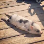 ヒメ日記 2025/11/21 07:33 投稿 しのぶ 池袋人妻城