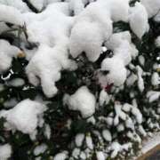 ヒメ日記 2026/02/08 09:12 投稿 しのぶ 池袋人妻城