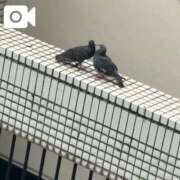 ヒメ日記 2026/09/08 16:35 投稿 しのぶ 池袋人妻城