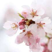 ヒメ日記 2025/04/11 00:38 投稿 佐伯 梓(さえきあずさ) 五十路マダムエクスプレス厚木店(カサブランカグループ)