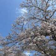 ヒメ日記 2025/04/12 19:02 投稿 佐伯 梓(さえきあずさ) 五十路マダムエクスプレス厚木店(カサブランカグループ)