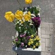 ヒメ日記 2025/04/18 08:44 投稿 佐伯 梓(さえきあずさ) 五十路マダムエクスプレス厚木店(カサブランカグループ)