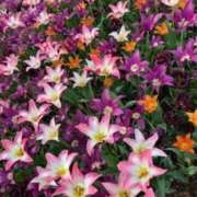 ヒメ日記 2025/04/20 05:06 投稿 佐伯 梓(さえきあずさ) 五十路マダムエクスプレス厚木店(カサブランカグループ)