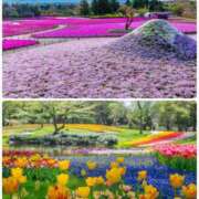 ヒメ日記 2025/04/30 14:42 投稿 佐伯 梓(さえきあずさ) 五十路マダムエクスプレス厚木店(カサブランカグループ)