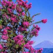 ヒメ日記 2025/09/04 05:30 投稿 佐伯 梓(さえきあずさ) 五十路マダムエクスプレス厚木店(カサブランカグループ)